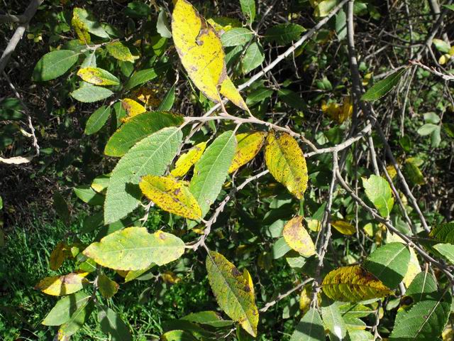 Salice? - Salix cfr. pedicellata